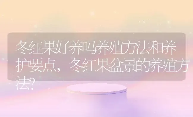 冬红果好养吗养殖方法和养护要点,冬红果盆景的养殖方法？ | 养殖科普