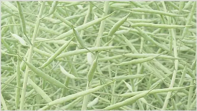 油菜种植如何鉴别缺肥症 | 常识大全