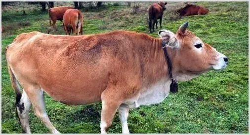 肉牛图片大全 | 生活常识