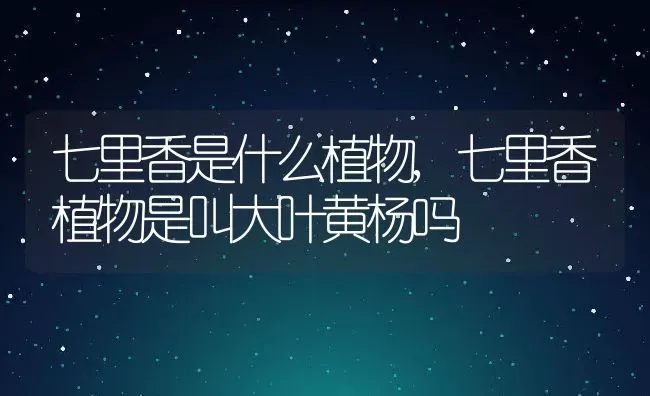 七里香是什么植物,七里香植物是叫大叶黄杨吗 | 养殖学堂