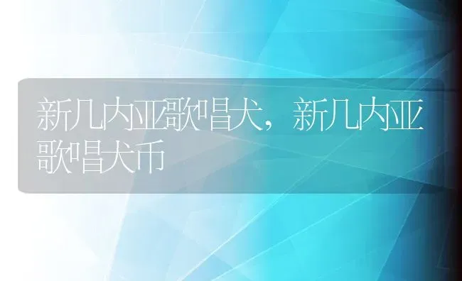 新几内亚歌唱犬,新几内亚歌唱犬币 | 养殖资料