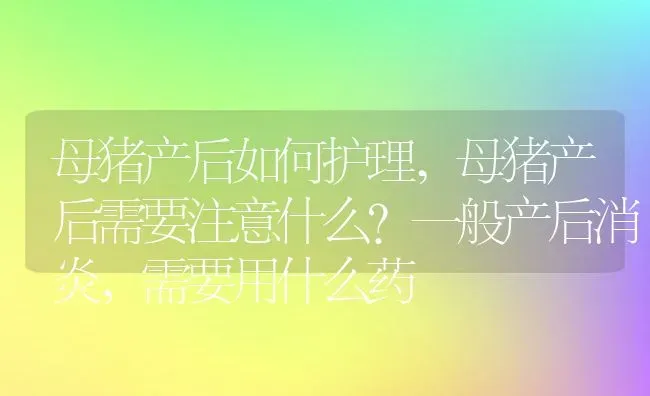 母猪产后如何护理,母猪产后需要注意什么？一般产后消炎，需要用什么药 | 养殖学堂