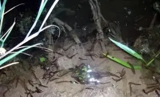 被水蛭咬伤了怎么办 | 三农知识