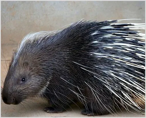 豪猪养殖投资成本 | 农广天地