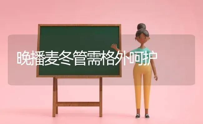 晚播麦冬管需格外呵护 | 养殖技术大全