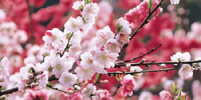 桃花是什么样子的,春花杏花桃花各是什么样子的？