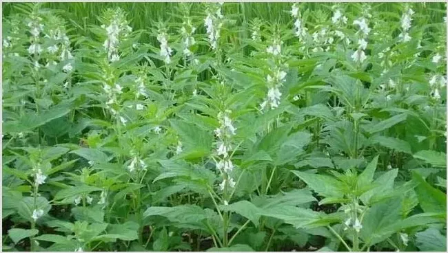 春芝麻种植时间和管理 | 实用知识