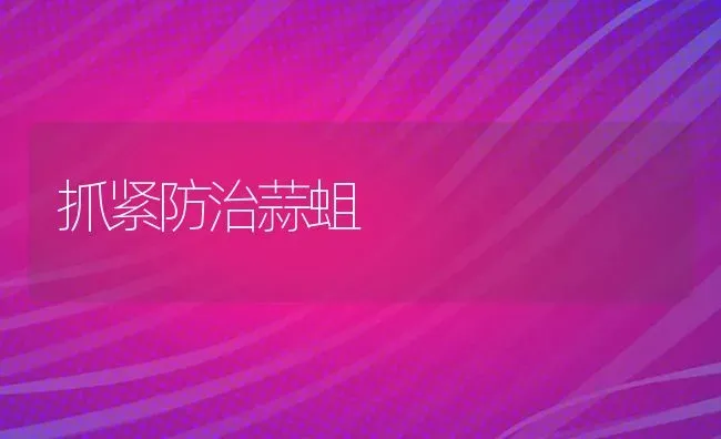 抓紧防治蒜蛆 | 养殖技术大全