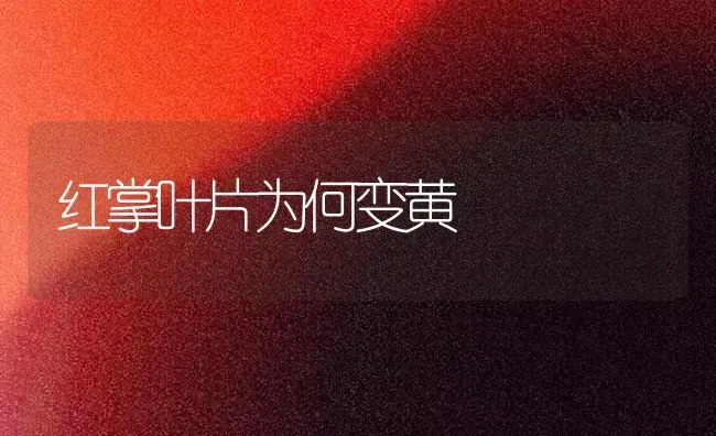 红掌叶片为何变黄 | 养殖知识