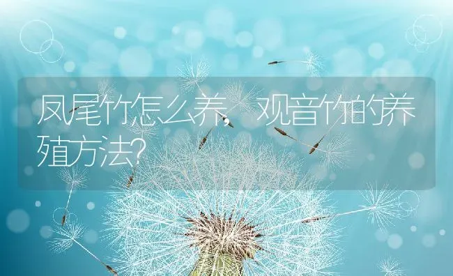 凤尾竹怎么养,观音竹的养殖方法？ | 养殖科普