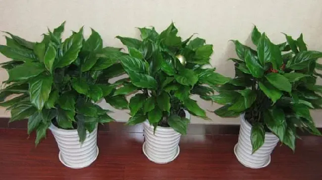 万年青放在哪里最旺财,办公室，门口，放，什么，植物，好？