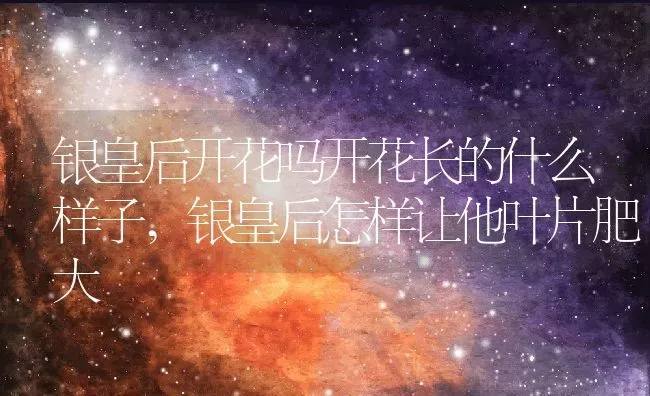 银皇后开花吗开花长的什么样子,银皇后怎样让他叶片肥大 | 养殖学堂