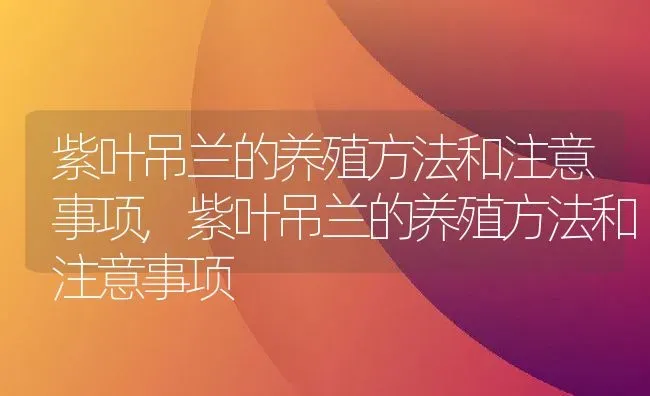 紫叶吊兰的养殖方法和注意事项,紫叶吊兰的养殖方法和注意事项 | 养殖科普