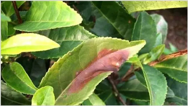茶赤叶斑病怎么防治？ | 三农知识
