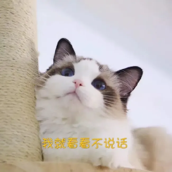 布偶猫掉毛很厉害是什么原因,布偶猫掉毛怎么回事？