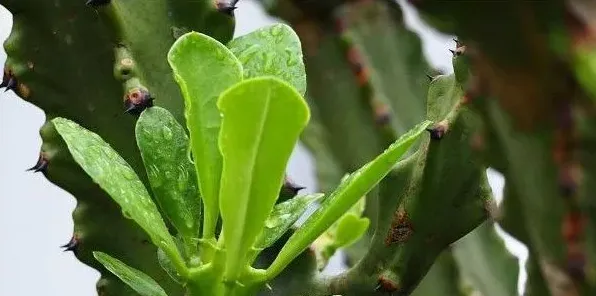 霸王鞭与量天尺区别，品种不同/毒性大小差异等 | 农广天地