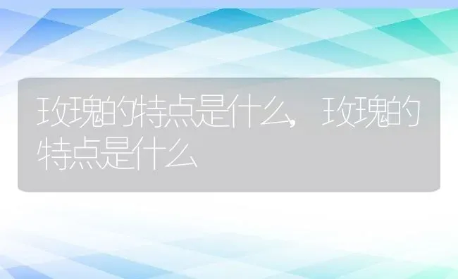 玫瑰的特点是什么,玫瑰的特点是什么 | 养殖科普