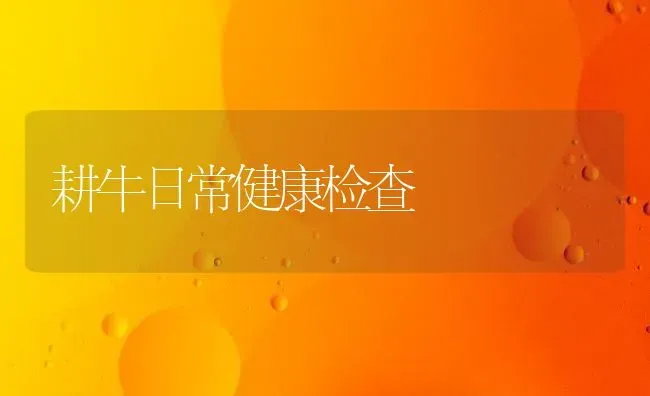 耕牛日常健康检查 | 养殖知识