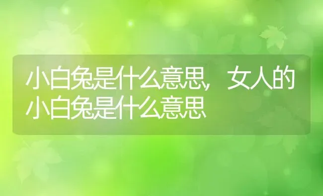 小白兔是什么意思,女人的小白兔是什么意思 | 养殖资料