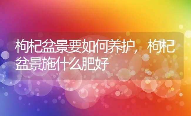 枸杞盆景要如何养护,枸杞盆景施什么肥好 | 养殖学堂