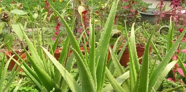 净化空气的室内植物 | 三农知识