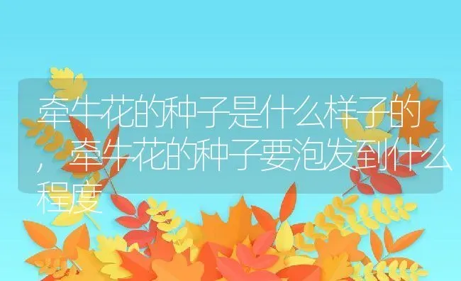 牵牛花的种子是什么样子的,牵牛花的种子要泡发到什么程度 | 养殖学堂