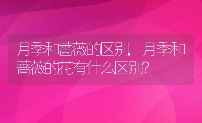 月季和蔷薇的区别,月季和蔷薇的花有什么区别？ | 养殖科普