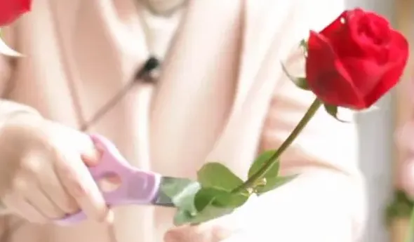 水养玫瑰花怎么养才不会枯萎,买回来的玫瑰花怎么养才不会枯萎？