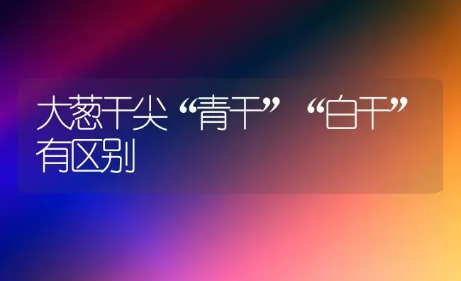 大葱干尖“青干”“白干”有区别 | 养殖知识