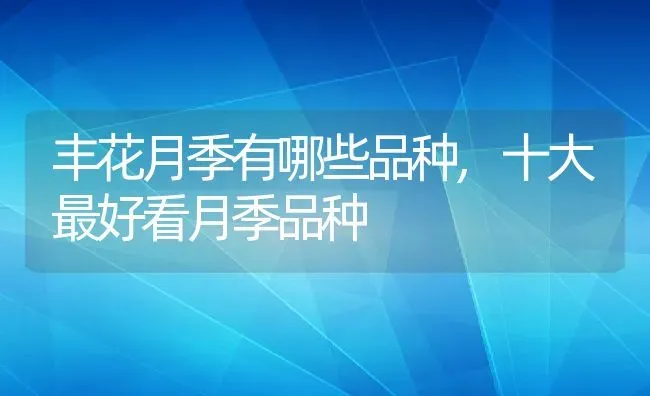 丰花月季有哪些品种,十大最好看月季品种 | 养殖学堂