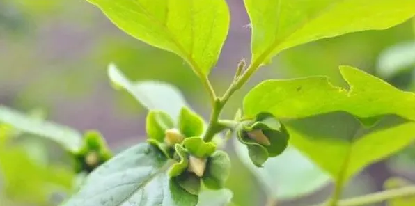 柿子树开花吗 | 三农知识
