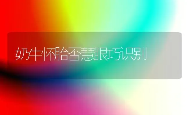 奶牛怀胎否慧眼巧识别 | 养殖知识