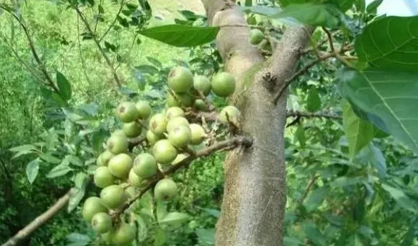 无花果树开不开花 | 妙招大全