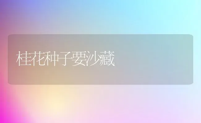 桂花种子要沙藏 | 养殖技术大全