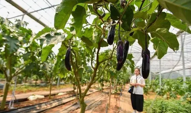 什么树上可以嫁接茄子,香椿树可以嫁接茄子吗