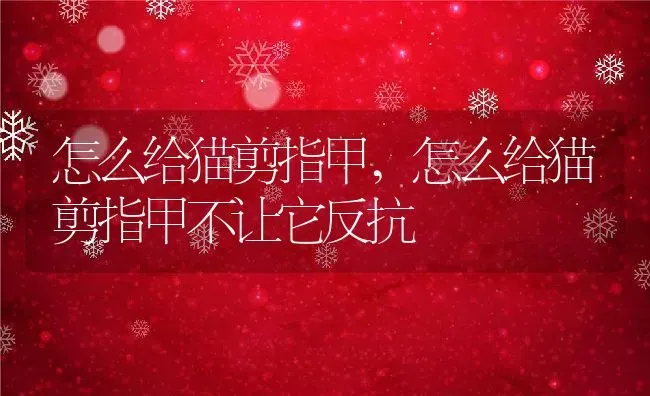 怎么给猫剪指甲,怎么给猫剪指甲不让它反抗 | 养殖资料