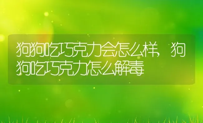 狗狗吃巧克力会怎么样,狗狗吃巧克力怎么解毒 | 养殖资料