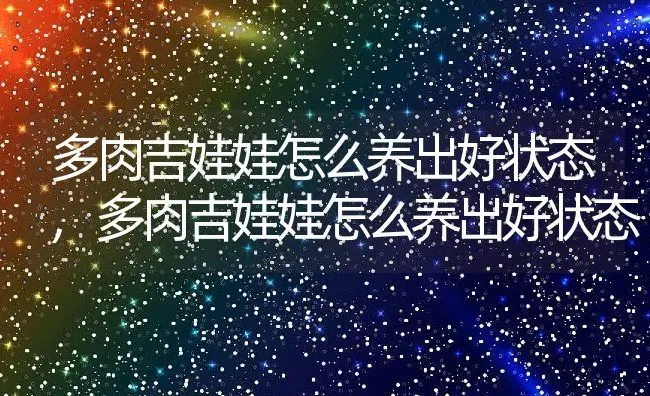 多肉吉娃娃怎么养出好状态,多肉吉娃娃怎么养出好状态 | 养殖科普