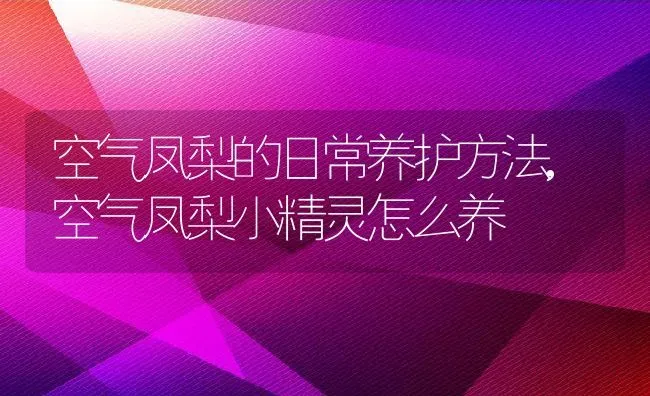 空气凤梨的日常养护方法,空气凤梨小精灵怎么养 | 养殖学堂