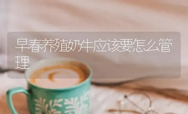 早春养殖奶牛应该要怎么管理 | 养殖技术大全