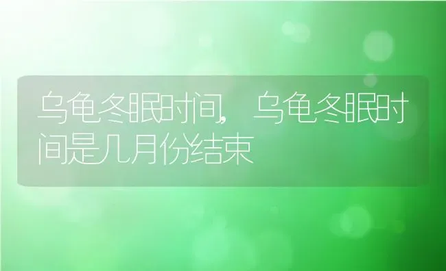 乌龟冬眠时间,乌龟冬眠时间是几月份结束 | 养殖科普