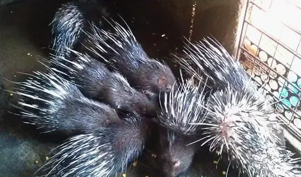 豪猪养殖投资成本 | 农广天地