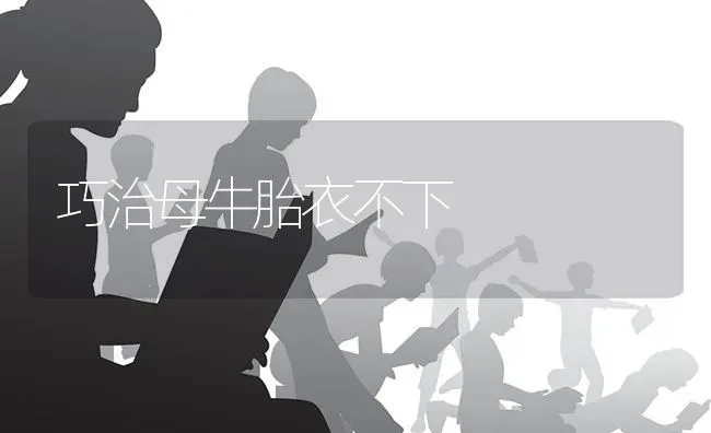巧治母牛胎衣不下 | 养殖知识