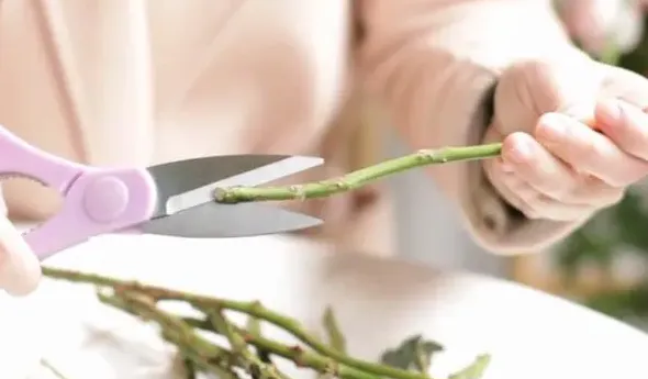 水养玫瑰花怎么养才不会枯萎,买回来的玫瑰花怎么养才不会枯萎？