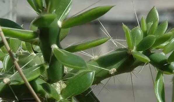 叶仙几年开花 | 三农知识