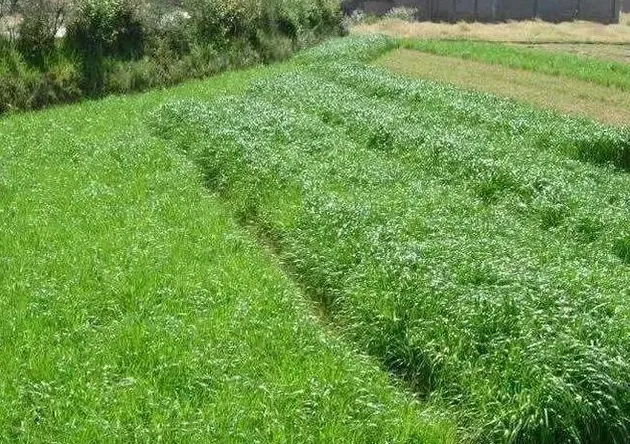 小米草长什么样,适宜养鱼的牧草主要有哪些？