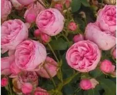 月季花怎么育苗,月季怎么繁殖？