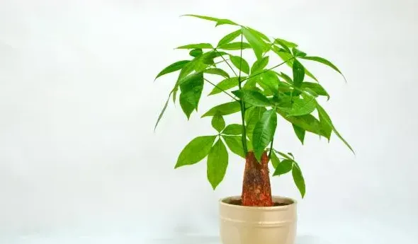 发财树怎么种,怎样种好发财树？