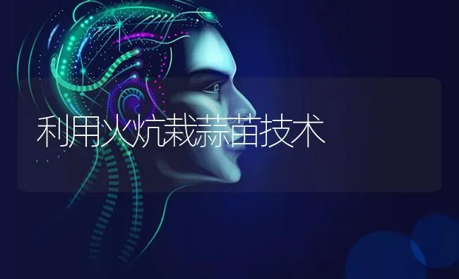 利用火炕栽蒜苗技术 | 养殖技术大全
