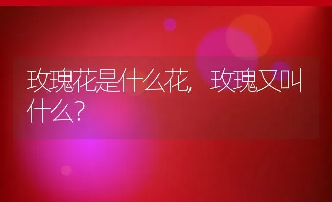 玫瑰花是什么花,玫瑰又叫什么？ | 养殖科普